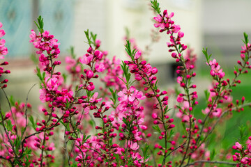 Obraz premium Springtime almond blossoms with vivid pink petals and lush green leaves stand out against a smooth, dreamy natural background.