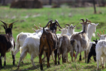 Obraz premium A herd of goats is grazing on a green meadow of different colors. They are grazing on a green meadow. They are eating grass and running around the field.