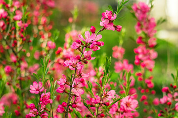 Obraz premium Blooming almond flowers and green leaves create a vibrant cluster, softened by a calm background that adds dimension.