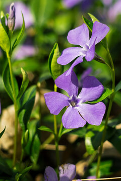 Purple periwinkle flowers with soft petals and green leaves, glowing in natural light and showcasing a lively spring garden atmosphere.