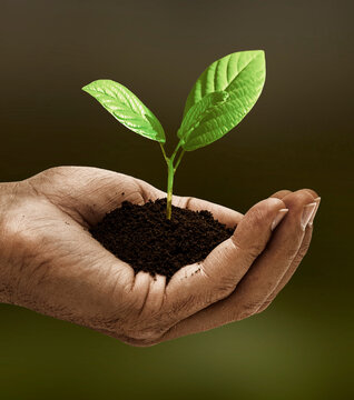 Young plant is held protectively in hands