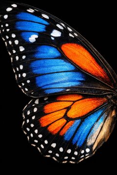 Macro shot of a vibrant butterfly wing with intricate blue, orange, and black patterns. Detailed natural texture and symmetry on a black background.