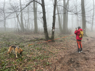 Fototapeta premium German shepherd dog on leash with man taking photo in foggy forest. Outdoor adventure and exploration lifestyle in nature. Hiking with pets concept.