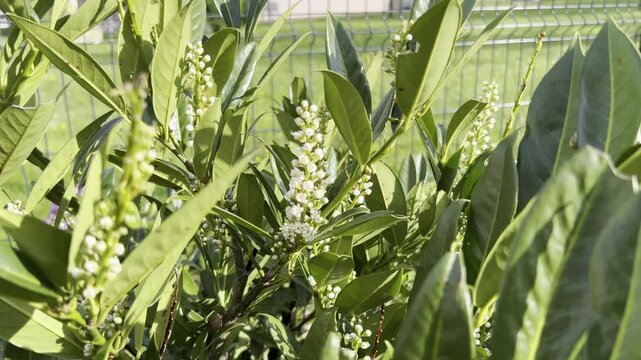 Cherry laurel blooming white flowers and green leaves fence background