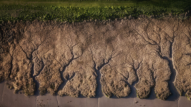 Aerial view of the intricate, tree-like patterns of sun-baked marshland meeting vibrant green grasses and a dark, reflective shoreline, Portmarnock, County Dublin, Ireland.
