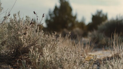 Obraz premium Desert shrubs and dry vegetation populate an arid wilderness landscape, highlighting concepts of resilience, nature, ecosystem, and natural environment during daylight