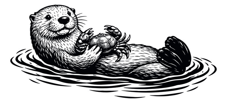 Hand drawn line art illustration of a sea otter depicting it floating on its back holding a crab for marine wildlife designs