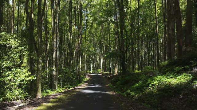 Road Through Tall Tropical Forest in Bali Botanical Garden