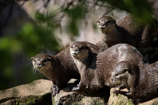 Group of otters in a group