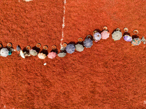 Aerial view of a vibrant line of umbrella-shaded figures on a fiery field of sun-drying red chilies, Sariakandi, Rajshahi Division, Bangladesh.