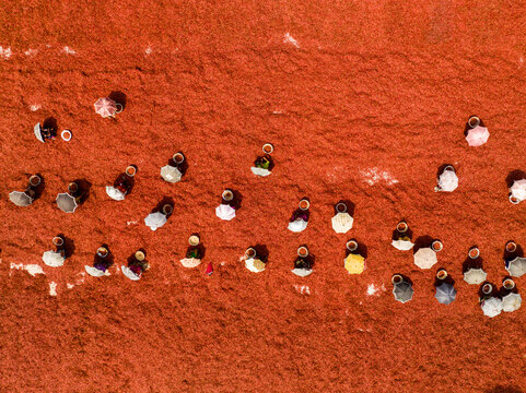 Aerial view of a striking tapestry of workers tending to a vast, fiery red field of drying chili peppers, Sariakandi, Rajshahi Division, Bangladesh.