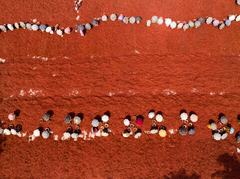 Aerial view of numerous people, some holding light umbrellas, forming distinct lines on a vast, reddish-brown field under the bright sun, Sariakandi, Rajshahi Division, Bangladesh.