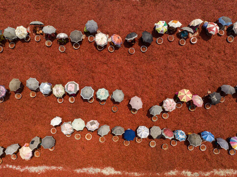 Aerial view of a vibrant array of colorful umbrellas dotting a vast, granular field of crimson red chilies, Sariakandi, Rajshahi Division, Bangladesh.