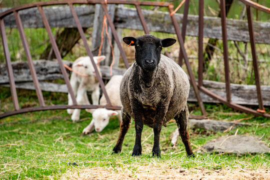 A single black sheep looks straight at the camera while standing alone away from other animals. A striking image of standing out from the crowd and individuality on a farm.