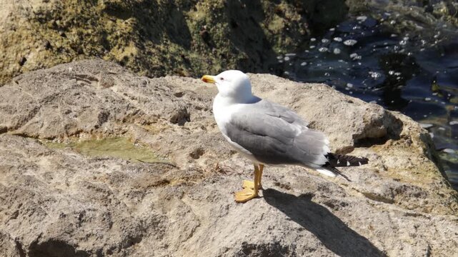 Mouette pos&eacute;e un rocher en bord de mer
