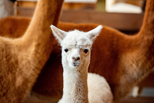 Adorable white Huacaya alpaca cria baby standing between two adult brown alpaca parents in indoor farm barn setting. Shows animal family group