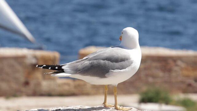 Mouette sur un muret en bord de mer
