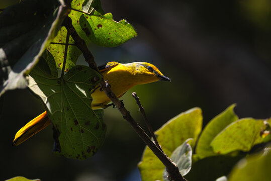 Female Scarlet Minivet (Pericrocotus speciosus) perched on a tree branch in a tropical forest.Female Scarlet Minivet (Pericrocotus speciosus) perched on a tree branch in a tropical forest.
