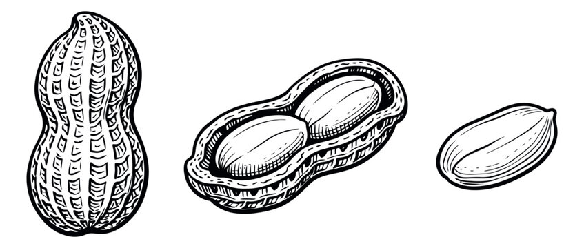 Hand drawn line art peanut set featuring whole, cracked, and shelled nuts for food and snack design
