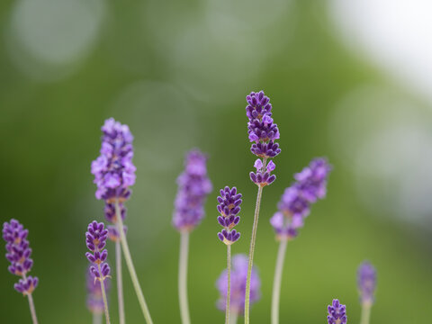 初夏に紫のイングリッシュラベンダー