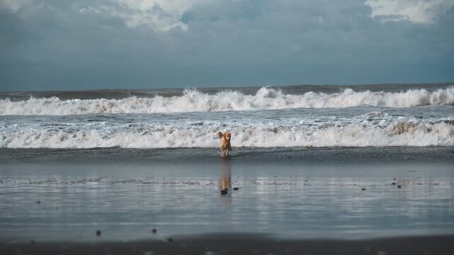 Golden Retriever Dog Running in Shallow Ocean Water on Beach