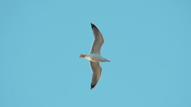 Seagull flying blue sky, single white seabird soaring slowly high above in clear sunlight, freedom symbol.