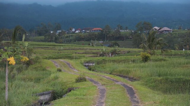 Rural Road Through Rice Fields with Flying Birds in Bali Countryside