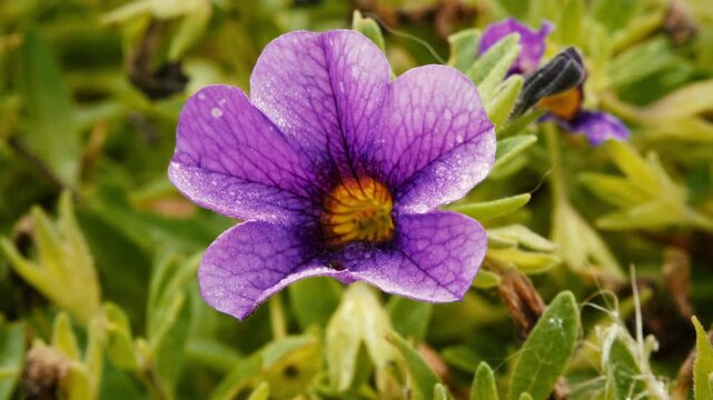 Purple rock cress Aubrieta deltoidea flower close up stock footage