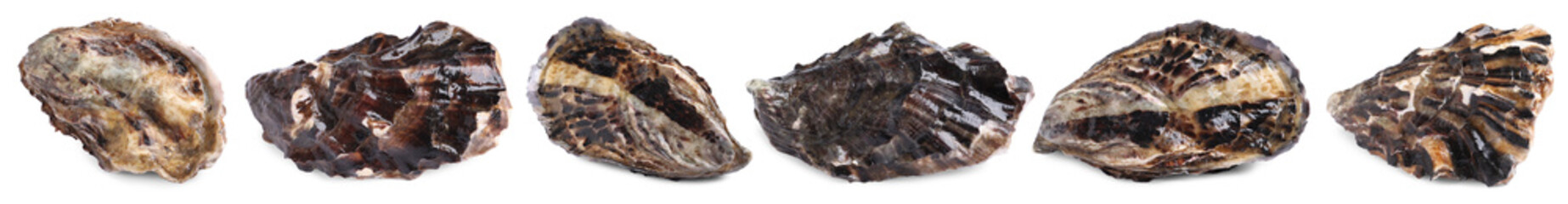 Fresh closed oysters isolated on white, set. Sea food © New Africa