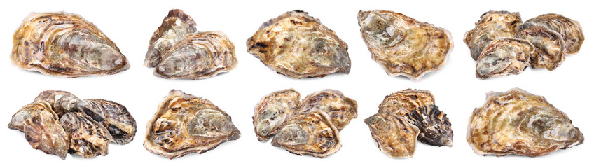 Fresh closed oysters isolated on white, set. Sea food © New Africa