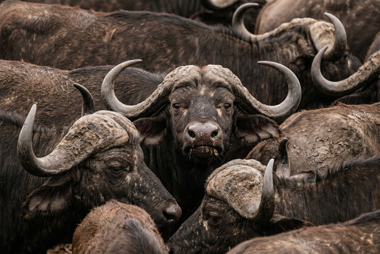 Intense Buffalo Herd Portrait