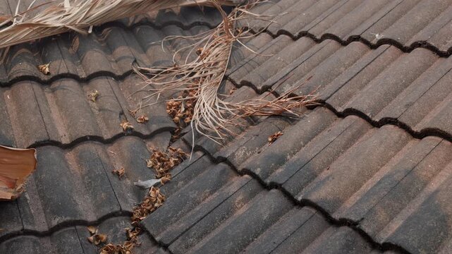 Roof need to cleaning dry leaves on tiles and valley rafter before rainy season.