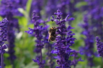 Obraz premium bee on lavender