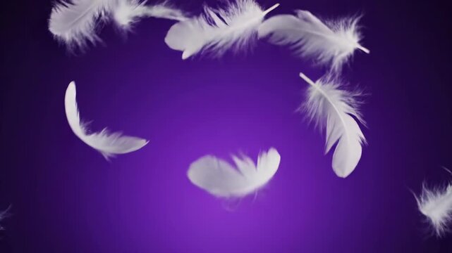 Several fluffy white feathers floating gracefully against a vibrant, rich purple background, soft, calming