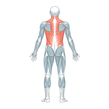 Human back muscular system anatomy vector illustration, posterior muscle groups diagram, medical fitness physical therapy chart