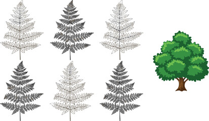 Botanical vector illustration set featuring detailed hand drawn fern leaf sketches and a lush green deciduous tree isolated for nature and forest design projects. © Mehedi