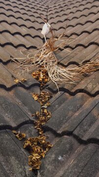 Roof need to cleaning dry leaves on tiles and valley rafter before rainy season.