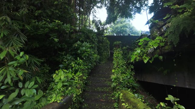 Camera Moving Along Lush Jungle Path and Mossy Stairs in Ubud Bali