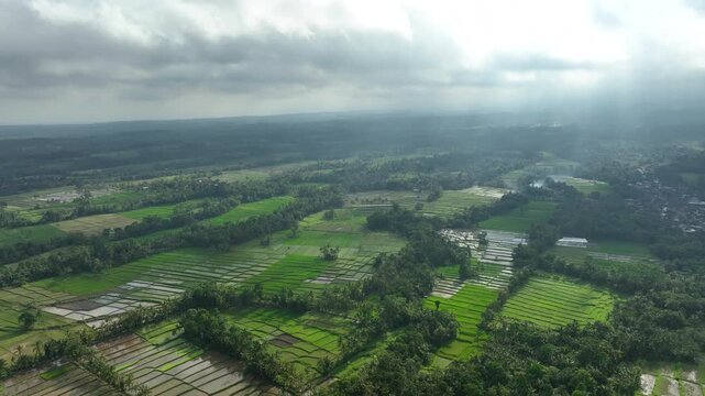 Lush rice fields in East Java near Banyuwangi, Indonesia, serene countryside