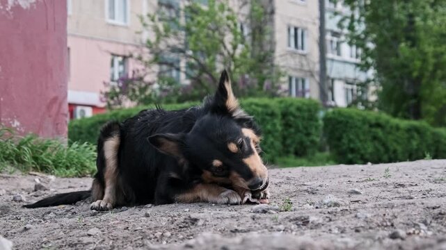 A close perspective captures a black and tan stray dog lying on the ground gnawing a bone. The focus on the jaw movement and paws highlights the intense effort of eating for survival.
