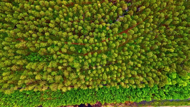 Top down drone view of dense green pine forest beside a roadside ditch and rural highway, capturing natural pattern, summer color, and woodland landscape from above.