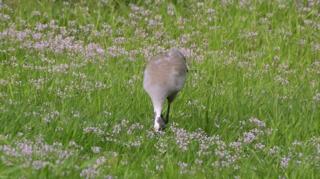 Common crane Grus grus feeding in green grass during spring in Norway natural habitat