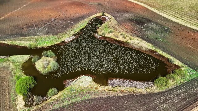 Aerial shot over farmland pond completely covered by tens of thousands of migratory waterfowl during massive mid-April spring migration stopover in Latvia