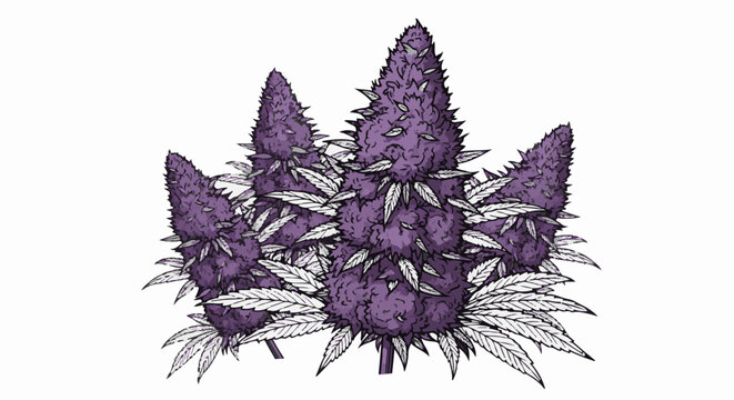 A cluster of fluffy purple buds with white leaves