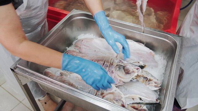 salting fish. salting salmon. 