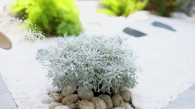 Watering silver foliage plant with watering can in rock garden with white pebbles and green plants.