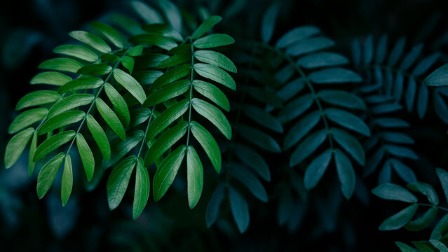Lush tropical leaves with emerald green and navy blue tones