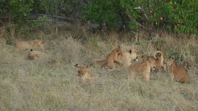 Lots of cute lion cubs play fighting in the dry grass around their mother. One cub is jumping on its mother's back while the lioness is lying own, Botswana.