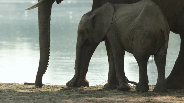 Medium shot of a cute African elephant calf standing next to its mother while the cow is picking up leaves from the sand, Mana Pools.