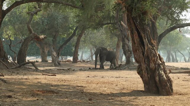 Wide shot of a lone African elephant bull walking through the magical forest of huge trees in Mana Pools.